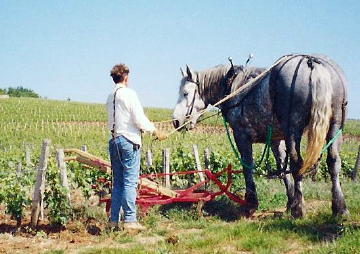 plowing-the-vineyards.jpg