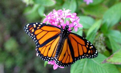 Seattle butterfly