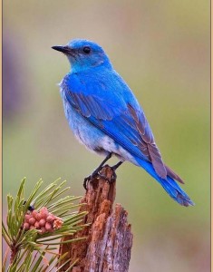 mountain bluebird Sialia currucoides