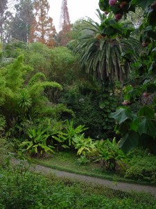 Mildred E Mathias Botanical Garden
