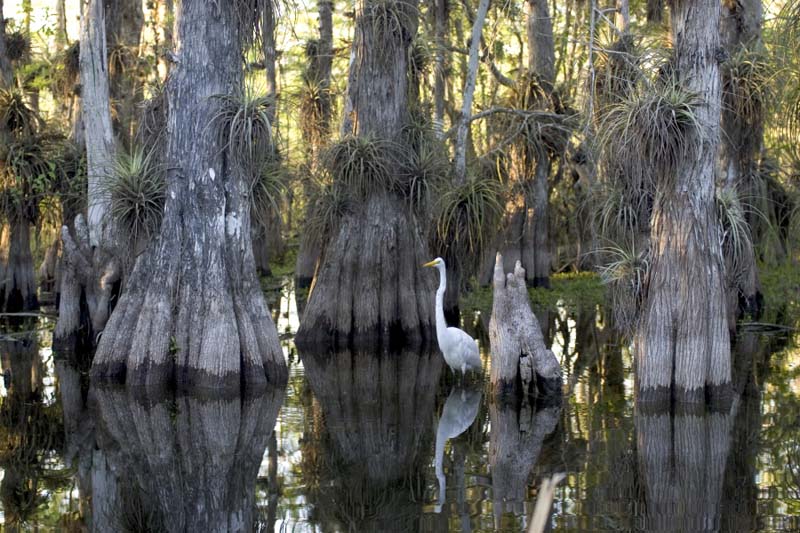 Everglades national park tours