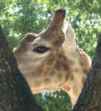 jardim-zoologico-giraffe