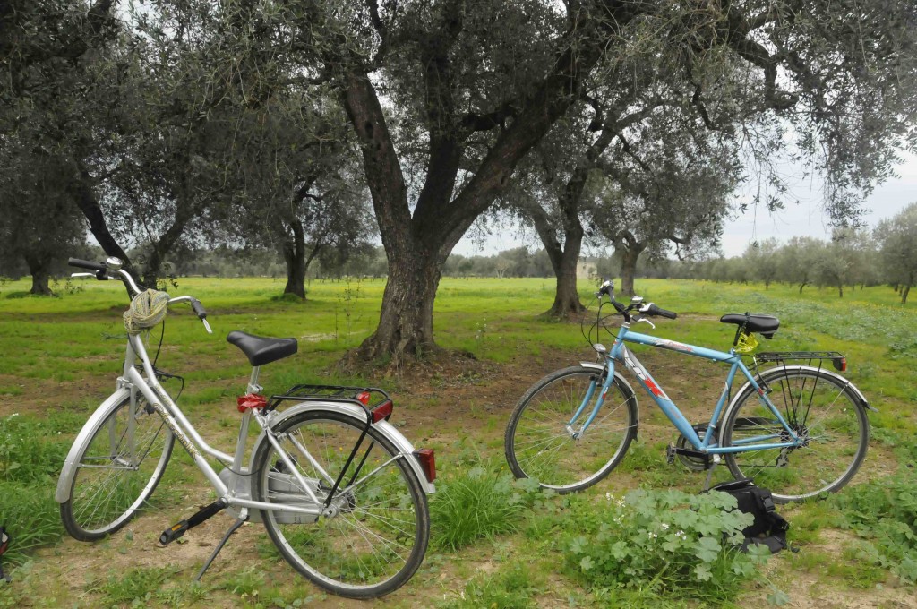 Bicycles and Olive Trees