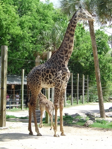 Houston Zoological Gardens