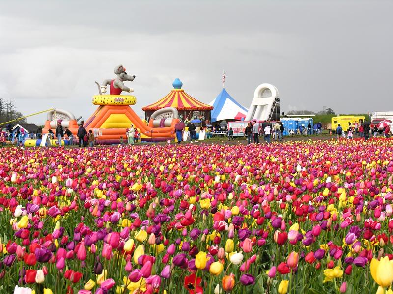 Wooden Shoe Tulip Festival