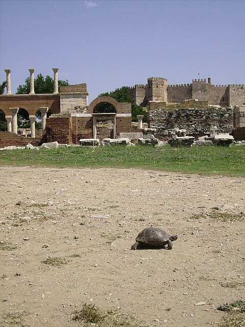 basilica with turtle