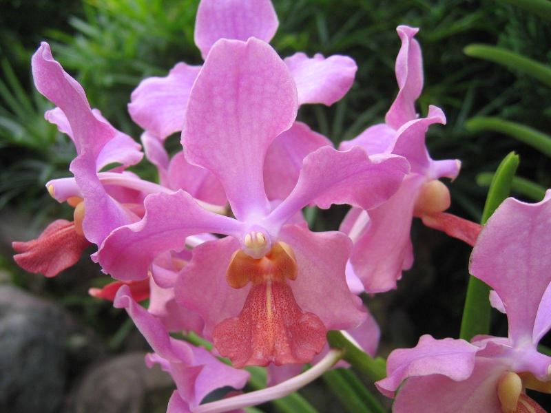 a world of orchids