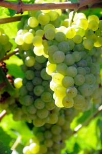 Chardonnay grape Bunch