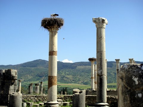Temple columns, with nesting stork