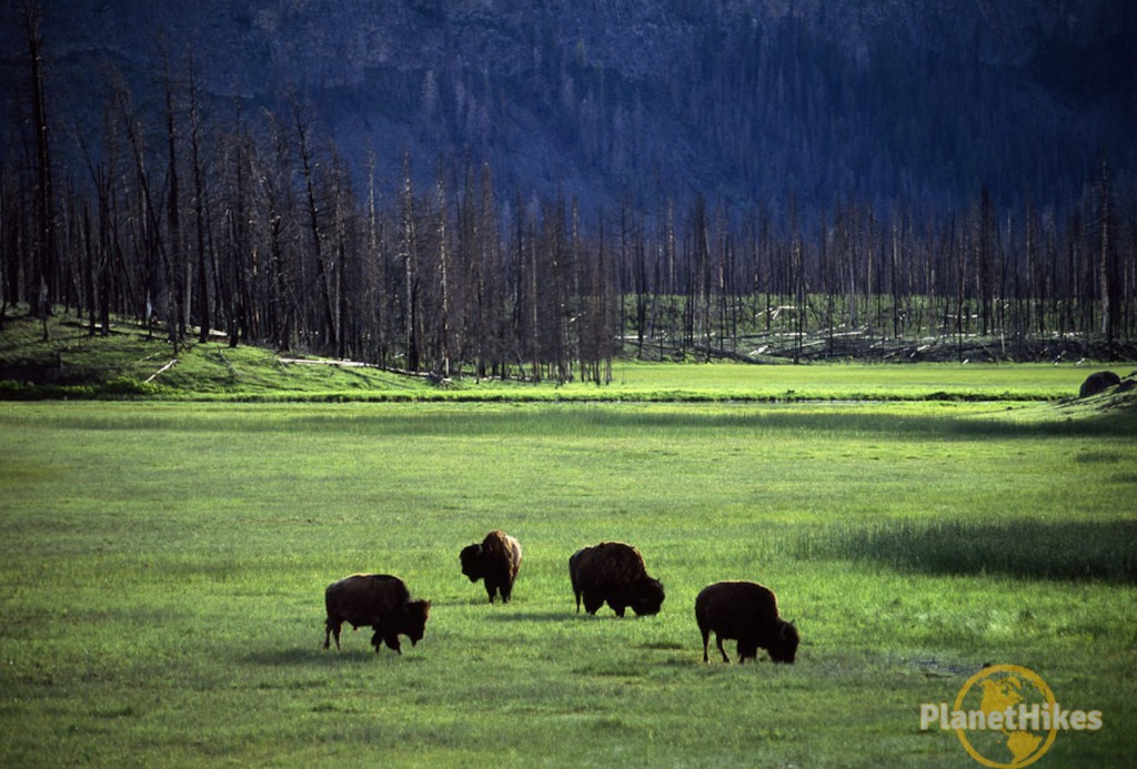 bison yellowstone national park